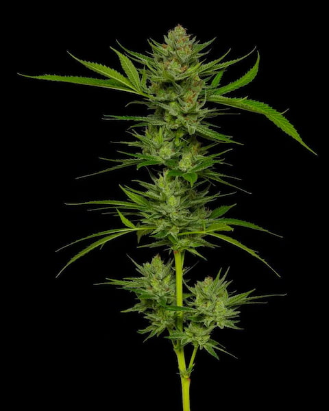 Slightly Stoopid Fruits > Humboldt Seed Company | Feminized Cannabis   |  Sativa